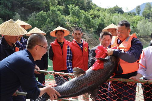 從“放水養(yǎng)魚(yú)”到“放魚(yú)養(yǎng)水” 安康嵐皋生態(tài)致富之路